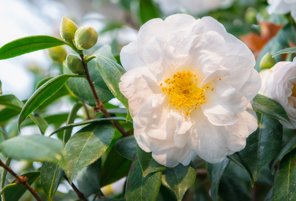 Bourgeon de camelia en gemmothérapie Usages et bienfaits