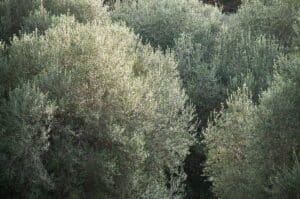 plusieurs arbres d'olivier dans la nature
