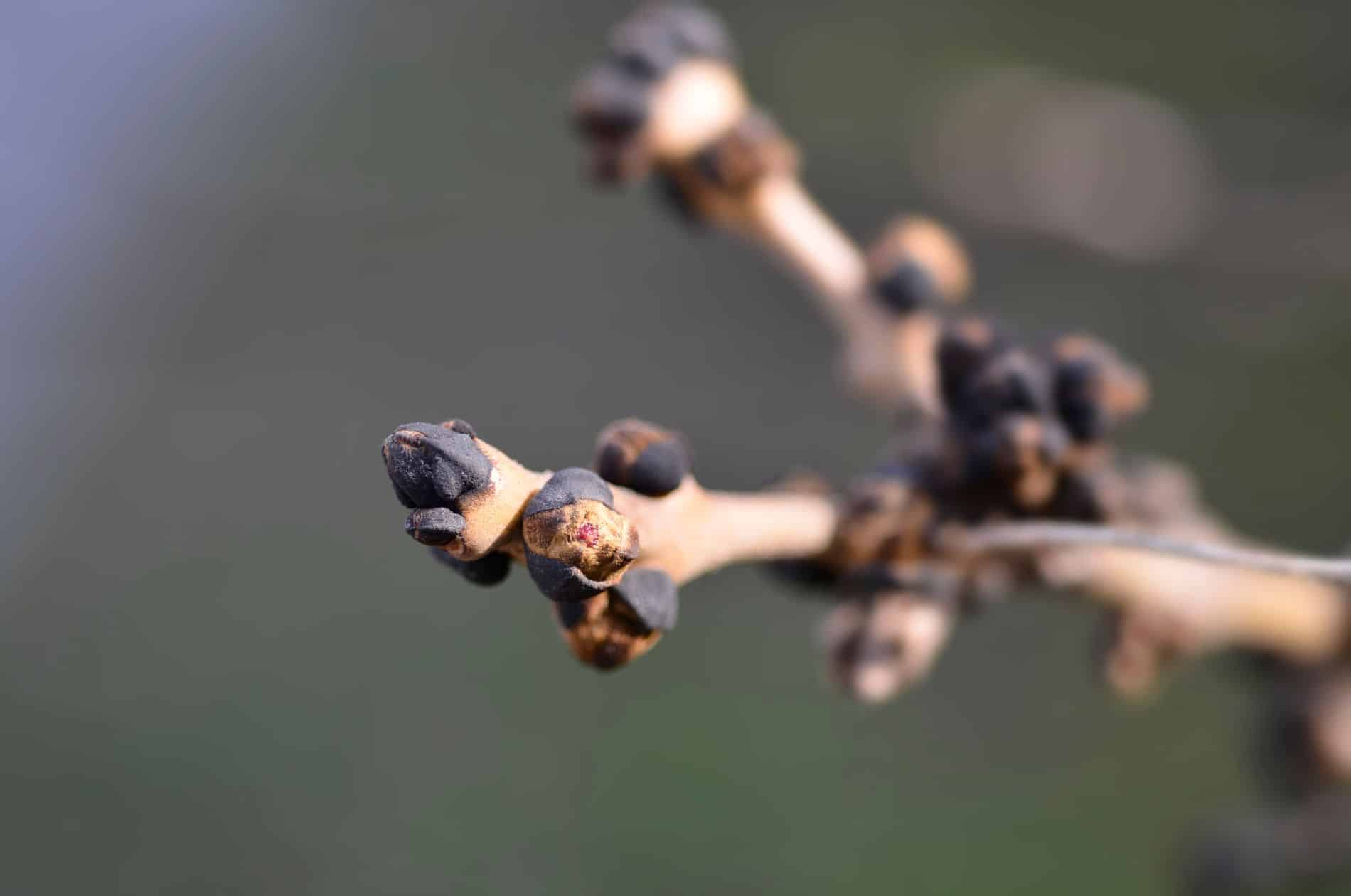 Spring Bourgeon Le bourgeon de frêne | Anti-inflammatoire, détoxifiant, favorise l ...