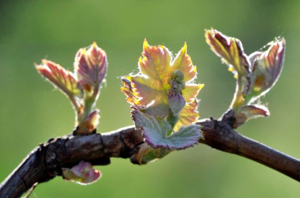 Des bourgeons de vigne sur une branche de cep prêt pour la gemmothérapie