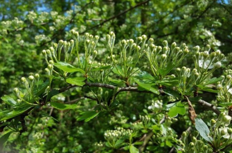 Une branche d'aubépine sur lequel on retrouve des bourgeons