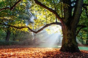 Un chêne en pleine forêt derrière un rayon de soleil