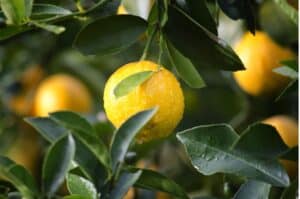 Un citron dans un citronnier, parmi les feuilles