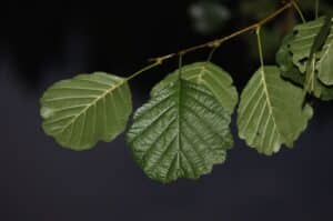 Des feuilles en gros plan d'un aulne glutineux