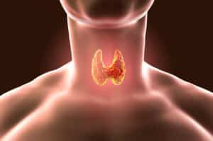 La glande thyroïde au sein du cou