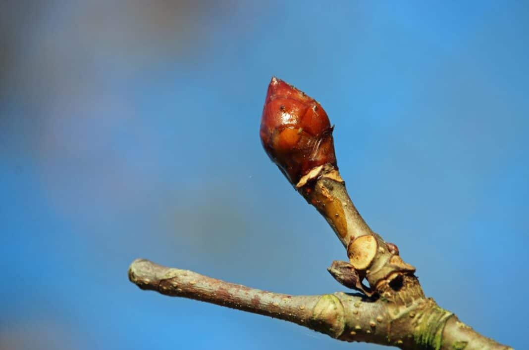 Spring Bourgeon Le bourgeon de marronnier d’Inde | Circulatoire, digestif, anti ...
