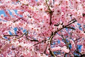Un cerisier en fleur au printemps