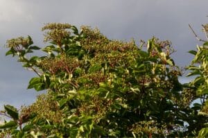 Un arbuste de sureau noir