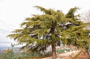 Un arbre cèdre du liban dans la nature libanaise