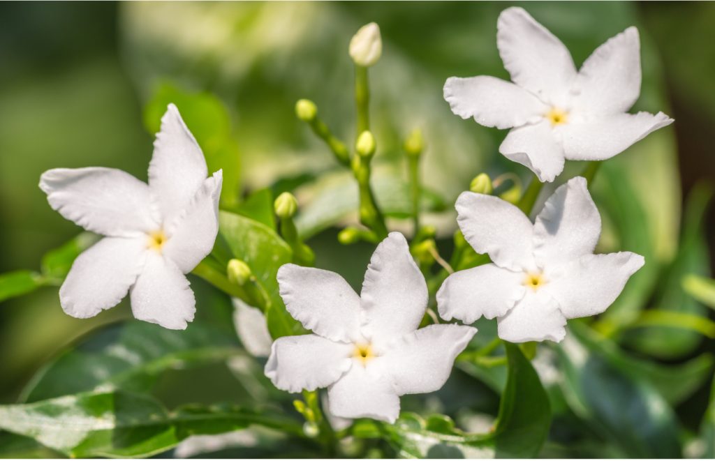 Bourgeon de Jasmin