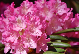 Bourgeon de Rhododendron