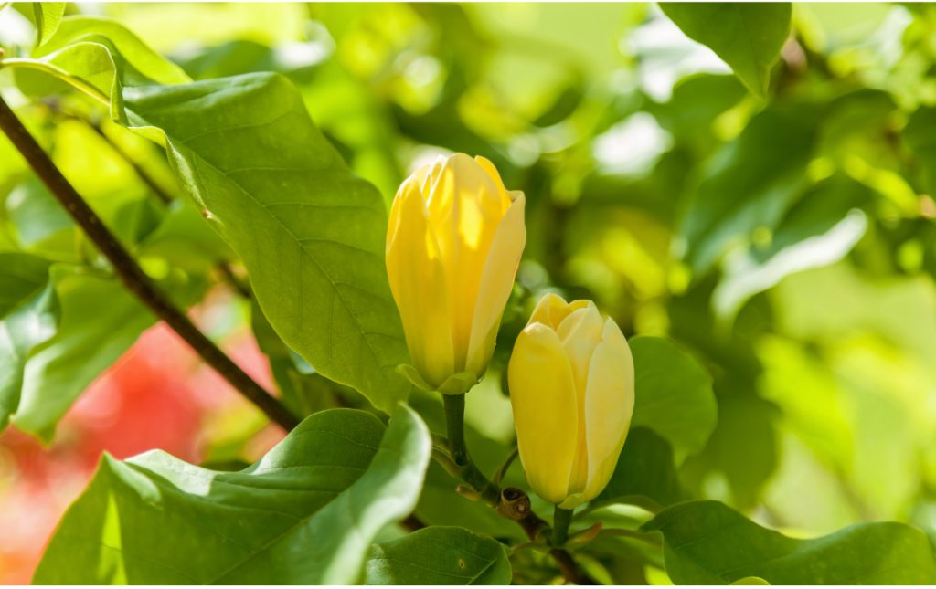 Bourgeon de magnolia