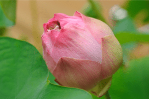 bourgeon de lotus 3
