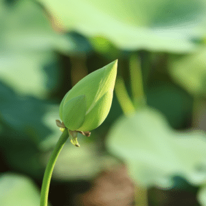 bourgeon de lotus 4