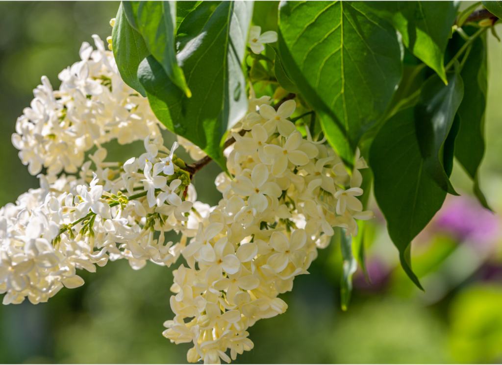 Bourgeon de Lilas apaisant, détoxifiant, immunitaire