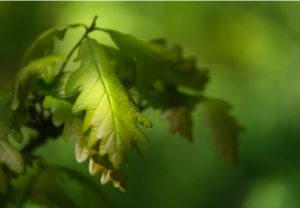 Bourgeon de chêne pédonculé vitalité, immunité, os