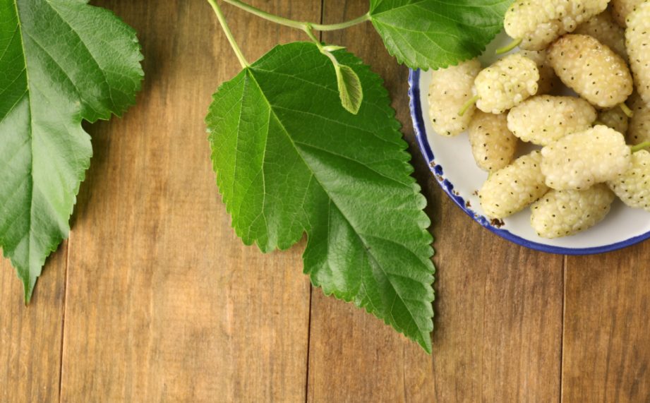 Bourgeon de mûrier blanc antioxydant, digestive et immunitaire