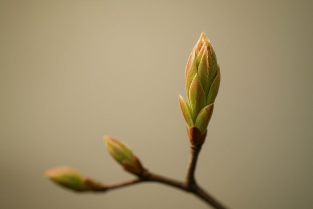 Comprendre la gemmothérapie : fonctionnement des bourgeons et applications pratiques