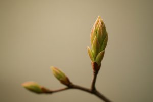 Comprendre la gemmothérapie : fonctionnement des bourgeons et applications pratiques
