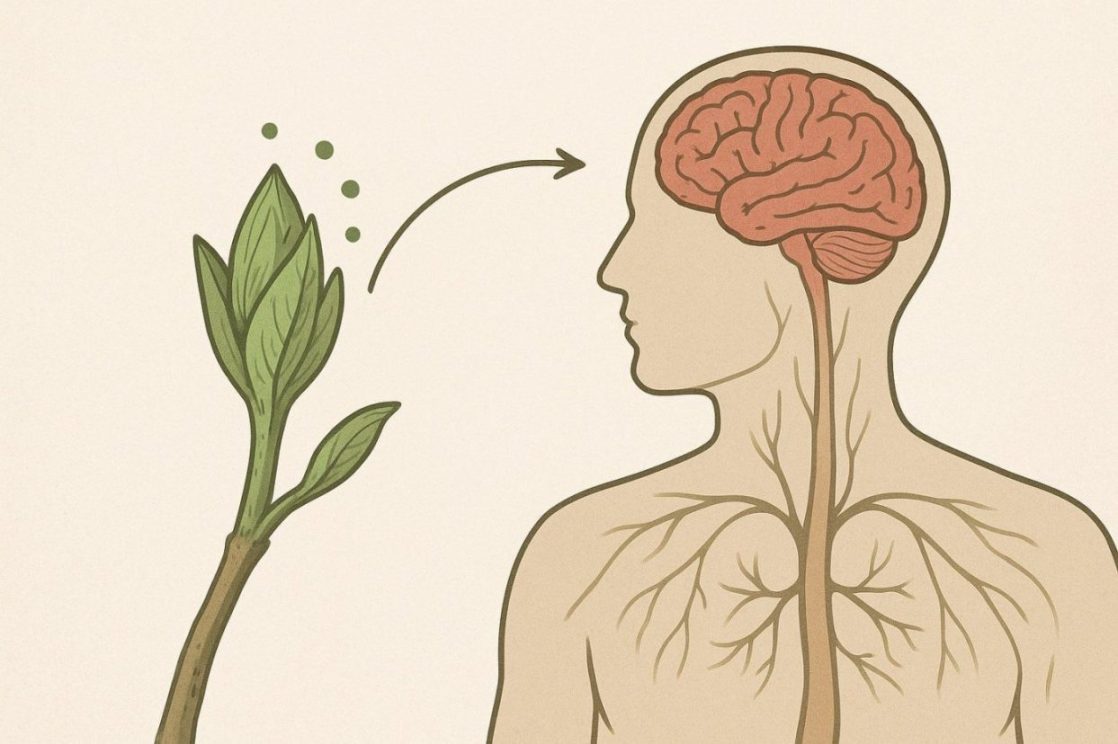 Comment les bourgeons agissent sur le corps selon leur composition