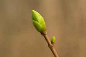 Comment les bourgeons agissent sur le corps selon leur composition